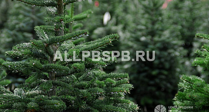 Быстроокупаемый интернет-магазин елок